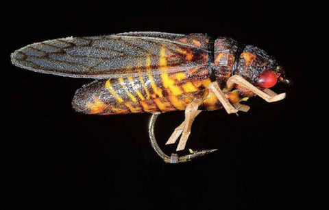 Jmc Insectes Realistes - casapintat - DE CHARETTE MOUCHES