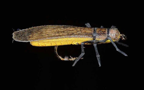 Jmc Insectes Realistes - casapintat - DE CHARETTE MOUCHES
