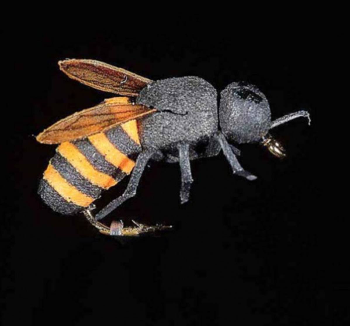 Jmc Insectes Realistes - casapintat - DE CHARETTE MOUCHES