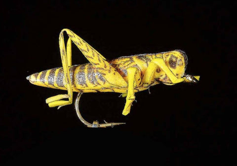 Jmc Insectes Realistes Sauterelle - casapintat - DE CHARETTE MOUCHES