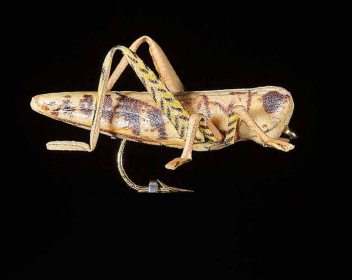 Jmc Insectes Realistes Sauterelle - casapintat - DE CHARETTE MOUCHES