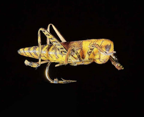 Jmc Insectes Realistes Sauterelle - casapintat - DE CHARETTE MOUCHES